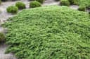 Pflanzen für Dich Juniperus communis Green Carpet Immergrün Bild 2