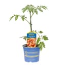 Pflanzen für Dich Cocktail-Tomate Curaso® Zebra veredelt F1 12cm Topf Bild 2