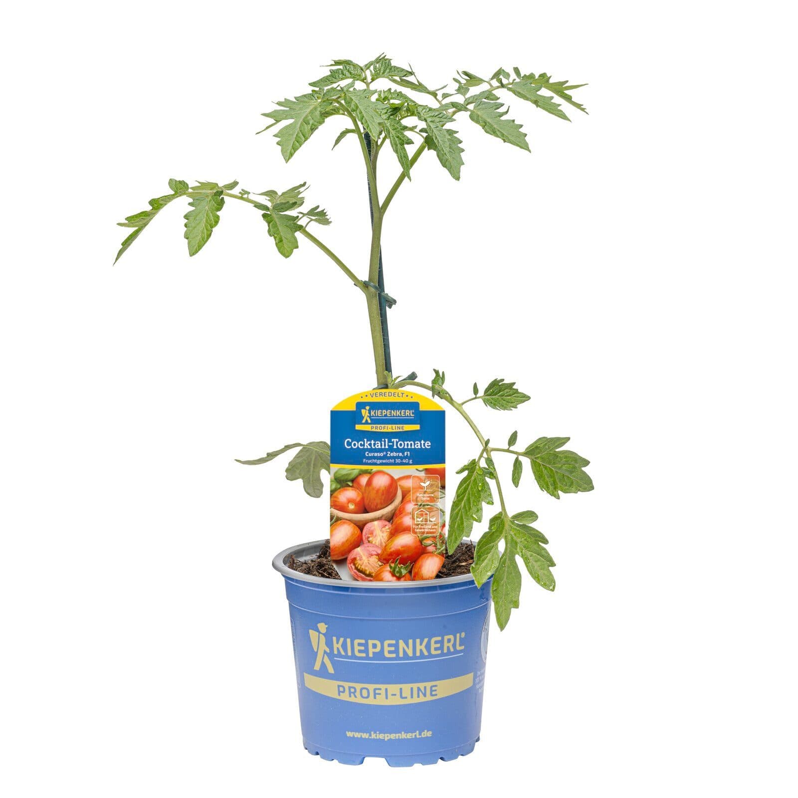 Pflanzen für Dich Cocktail-Tomate Curaso® Zebra veredelt F1 12cm Topf - Bild 2