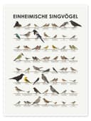 Posterlounge Wandbild Einheimische Singvögel Iris Luckhaus Bild 2