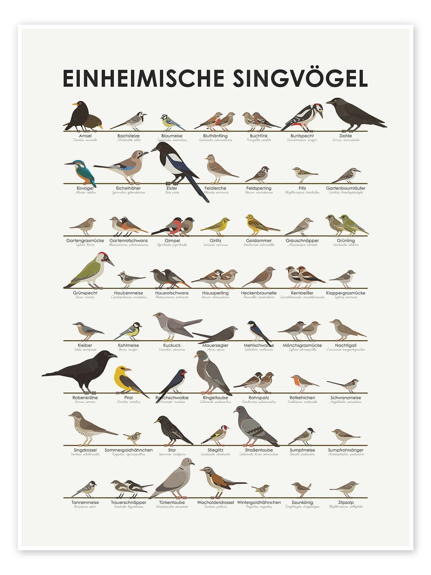 Posterlounge Wandbild Einheimische Singvögel Iris Luckhaus - Bild 2