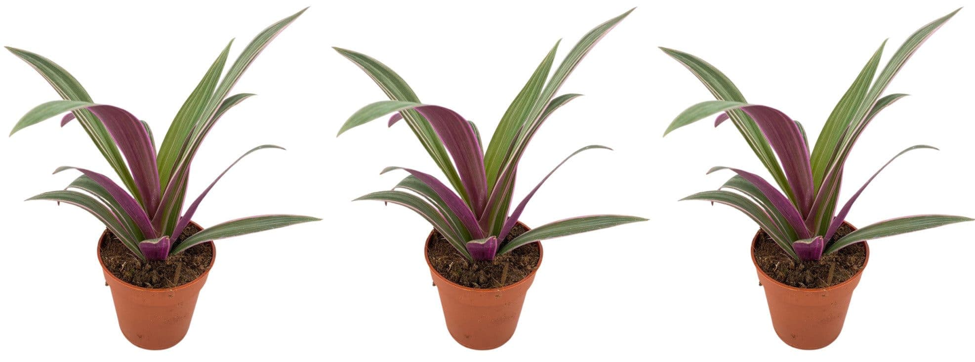 meinvipshop Zimmerpflanze Tradescantia spathacea Sitara 3er Set Grün