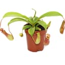 Exotenherz Kannenpflanze Nepenthes 9cm Topf Bild 2