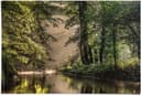 Reinders Poster Lichtspiel am Waldsee Grün Maxi Format Bild 2