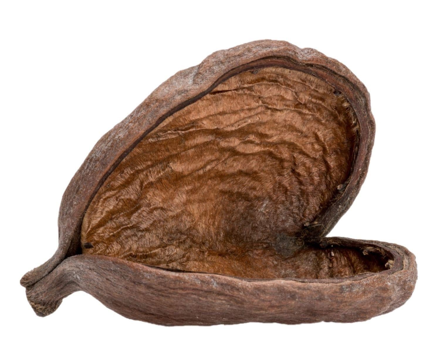 NaDeco Bastelnaturmaterial Badam Schote in Natur 8-12cm