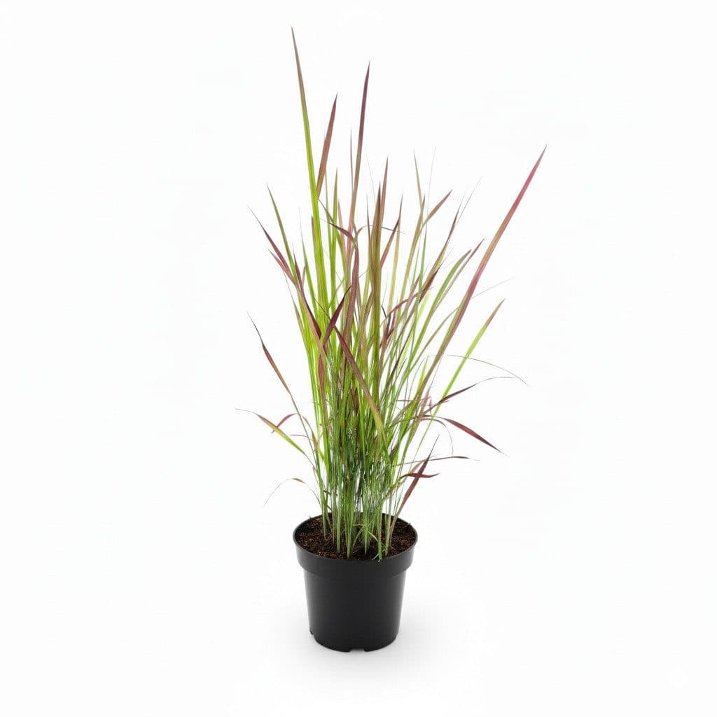 Pflanzen für Dich Japanisches Blutgras Rot - Bild 2