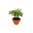 Exotenherz Zimmerpflanze Biophytum sensitivum Südseepalme 9cm Topf Bild 2
