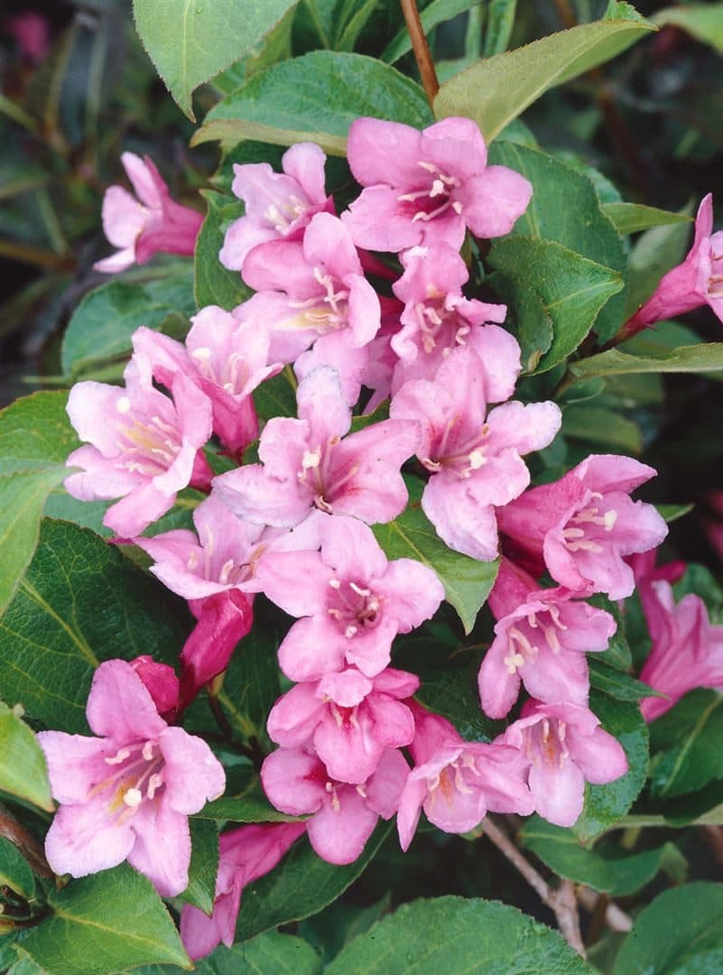 Weigela florida 'Pink Poppet' Weigelie Rosa Blüten 40-60 cm