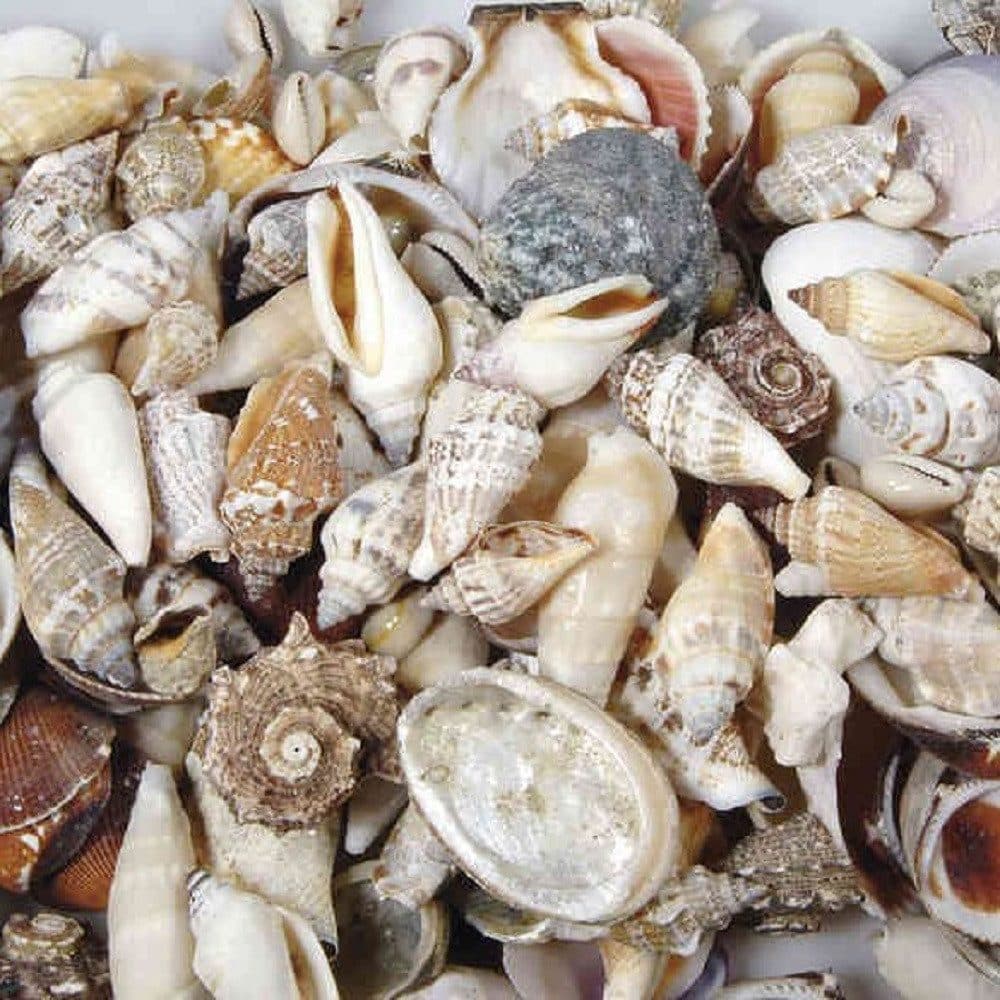 Eurosand Dekoobjekt Muscheln Natur 250g Gemisch