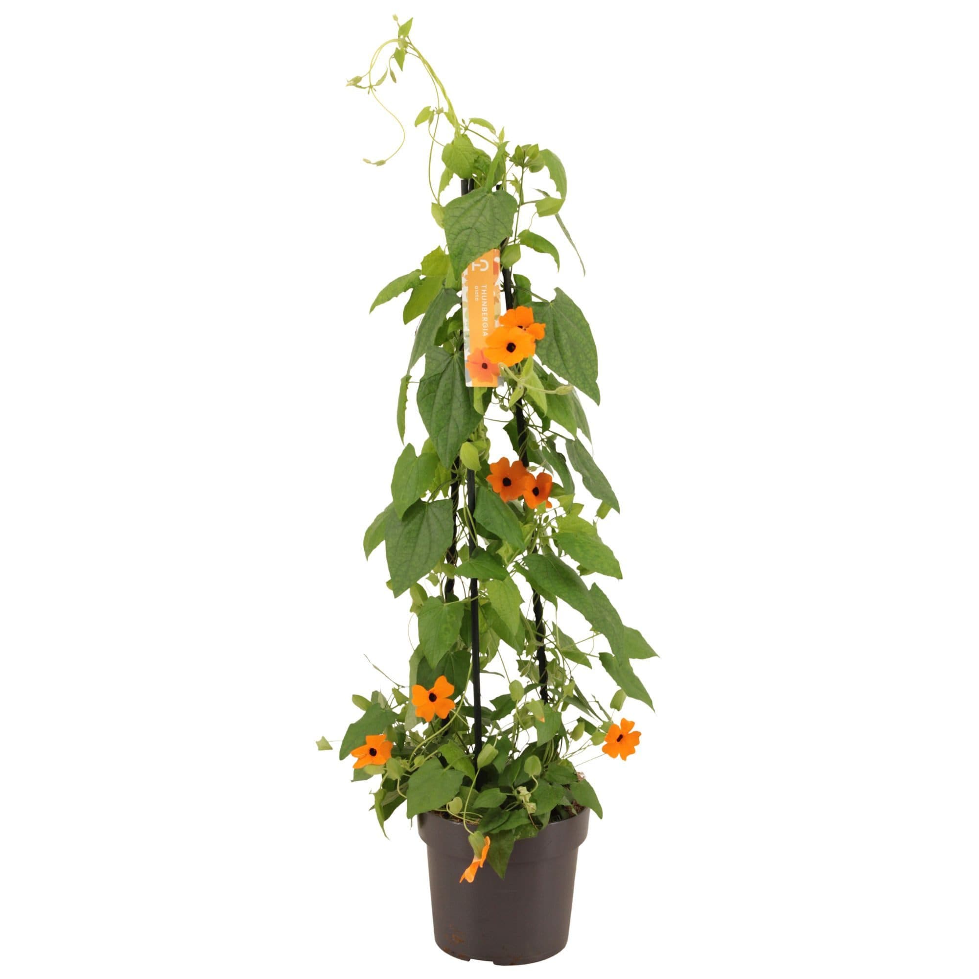 Schwarzäugige Susanne 70 cm Pflanze Orange Gelb