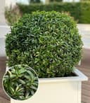 BALDUR Garten Zierstrauch Euonymus 'Green Empire®' Dunkelgrün Bild 2