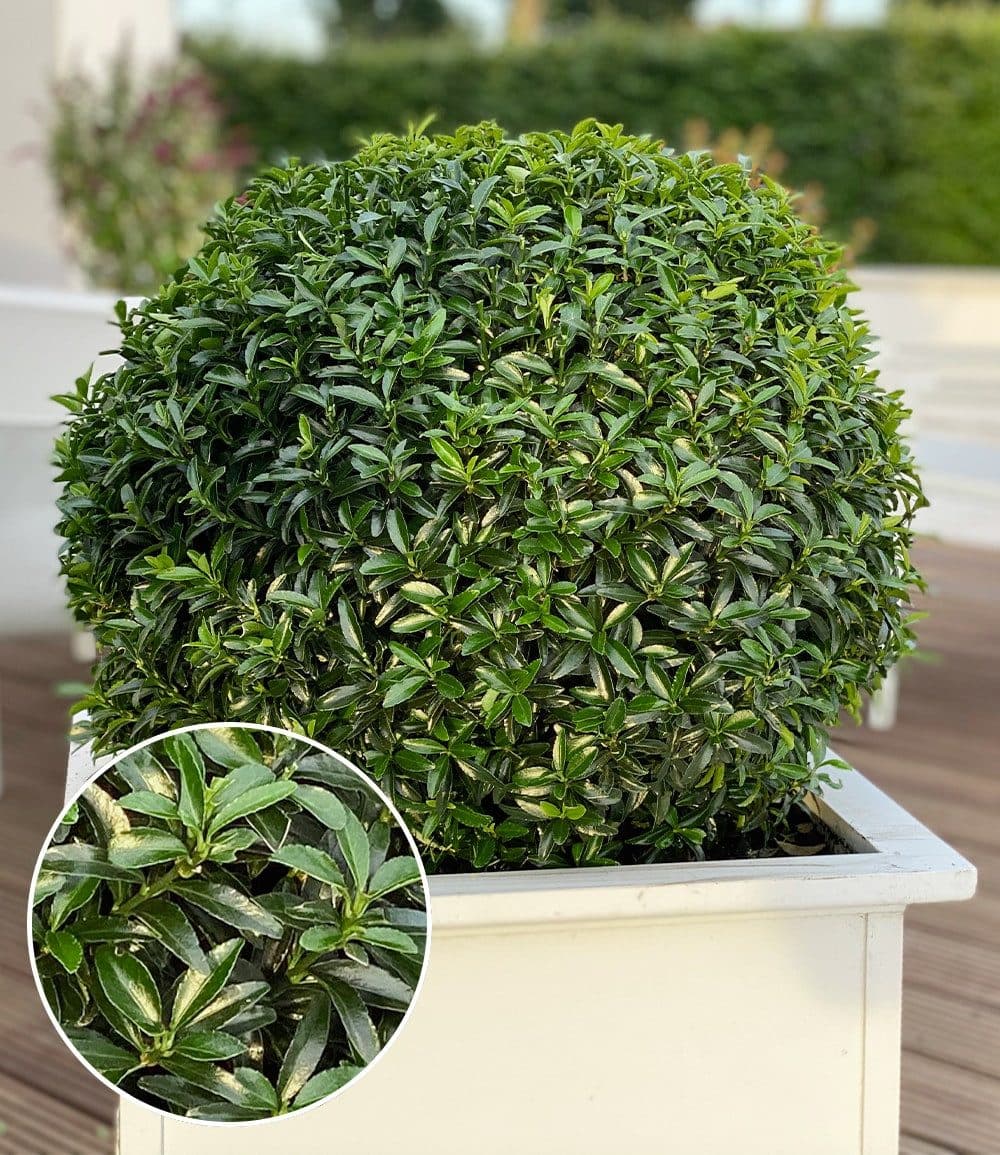 BALDUR Garten Zierstrauch Euonymus 'Green Empire®' Dunkelgrün - Bild 2