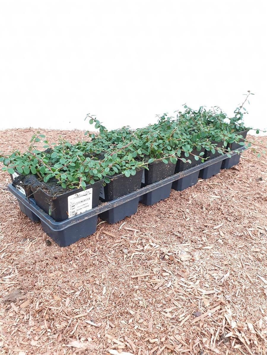 Pflanzen für Dich Bodendecker Cotoneaster micro. Streibs Findling, 1 St., Kriechmispel, Zwergmispel, Bodendecker, Immergrün - Bild 2