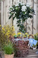 Pflanzen für Dich Viburnum tinus Lorbeer-Schneeball Immergrüner Zierstrauch Bild 2