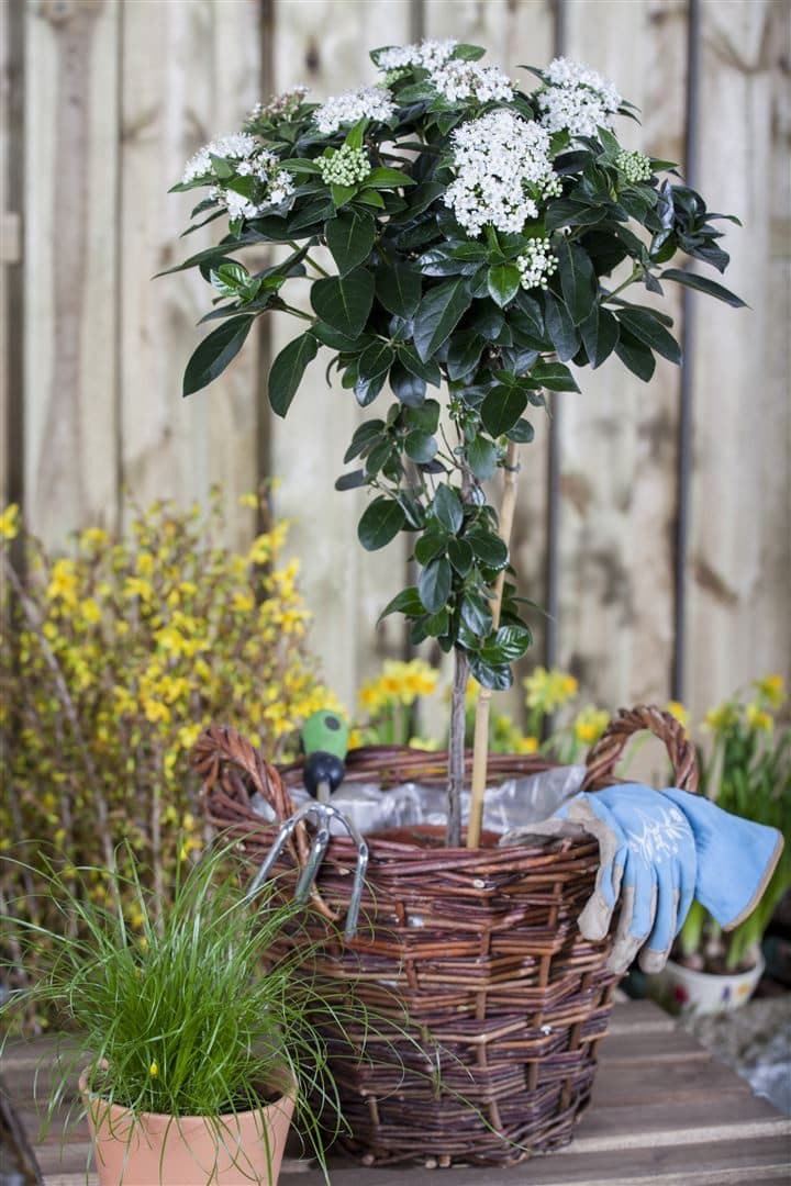 Pflanzen für Dich Viburnum tinus Lorbeer-Schneeball Immergrüner Zierstrauch - Bild 2
