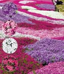 BALDUR Garten Bodendecker Phlox-Mix 'Flowers of the Sea' 4 St. Immergrün Winterhart Mehrjährig Bild 2