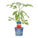 Pflanzen für Dich Ochsenherz-Tomate Gourmandia veredelt F1 12cm Topf Bild 2