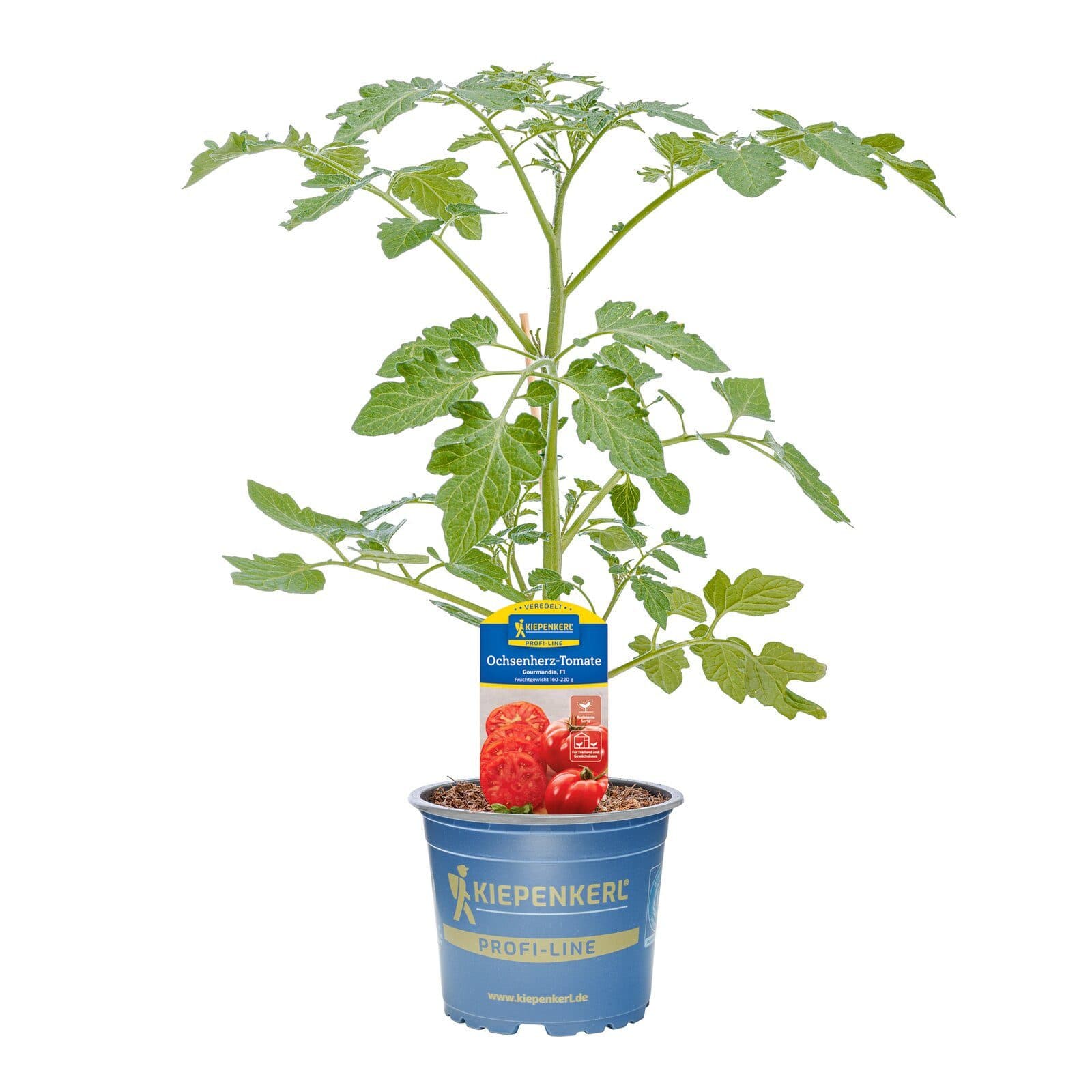 Pflanzen für Dich Ochsenherz-Tomate Gourmandia veredelt F1 12cm Topf - Bild 2