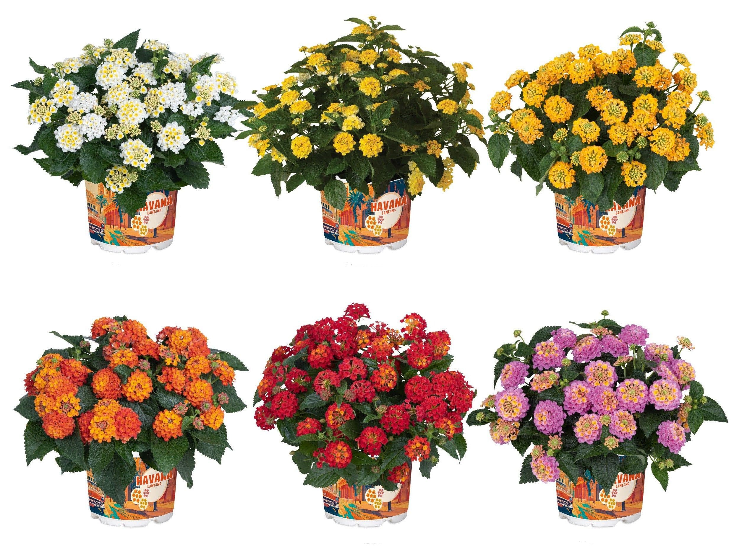 meinvipshop Topfpflanze Wandelröschen 6er Set Lantana camara Havana bunt