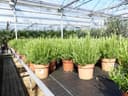 Echter Rosmarin Officinalis XL Busch Winterhart Grün Bild 2