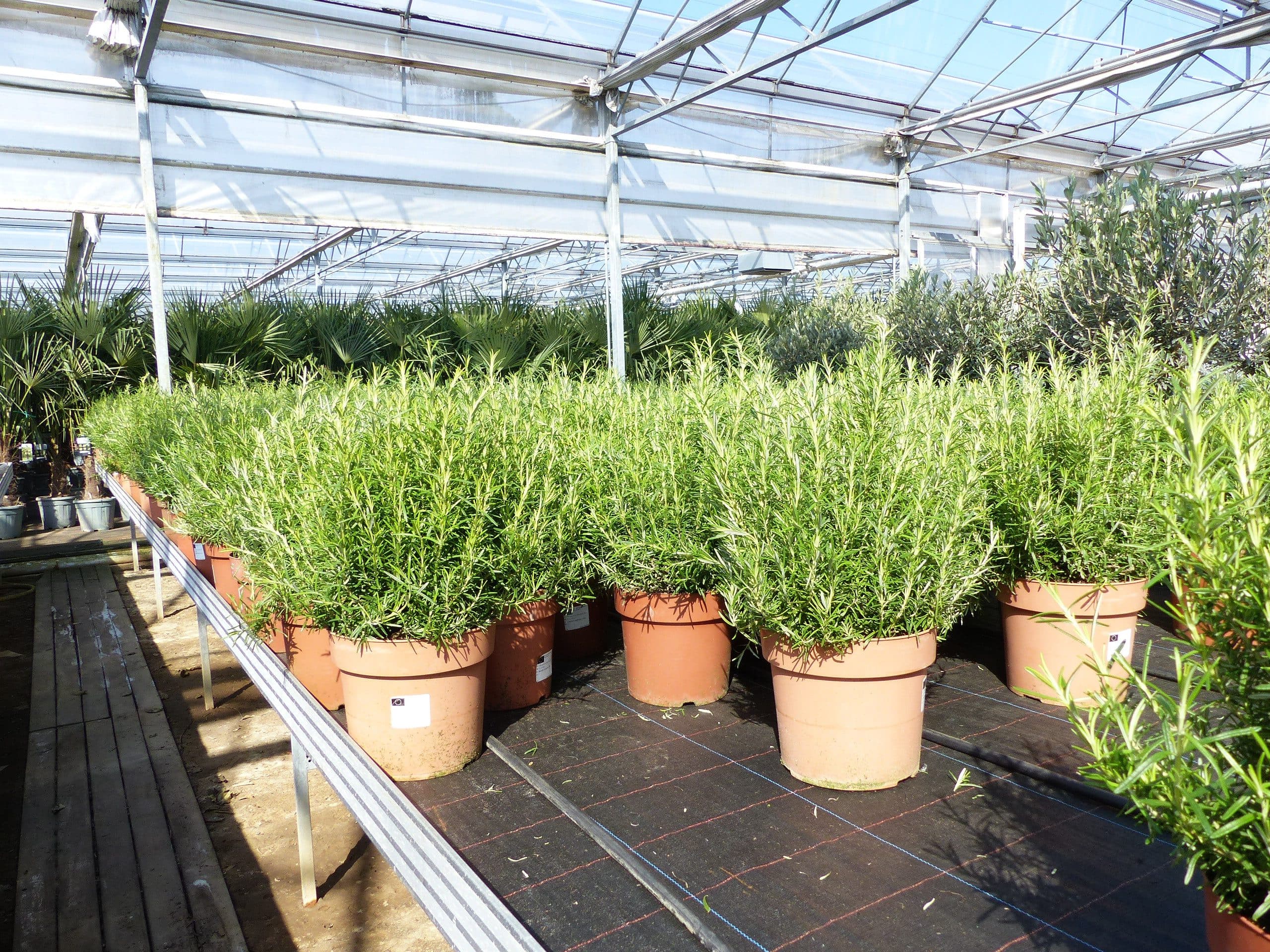 Echter Rosmarin Officinalis XL Busch Winterhart Grün - Bild 2