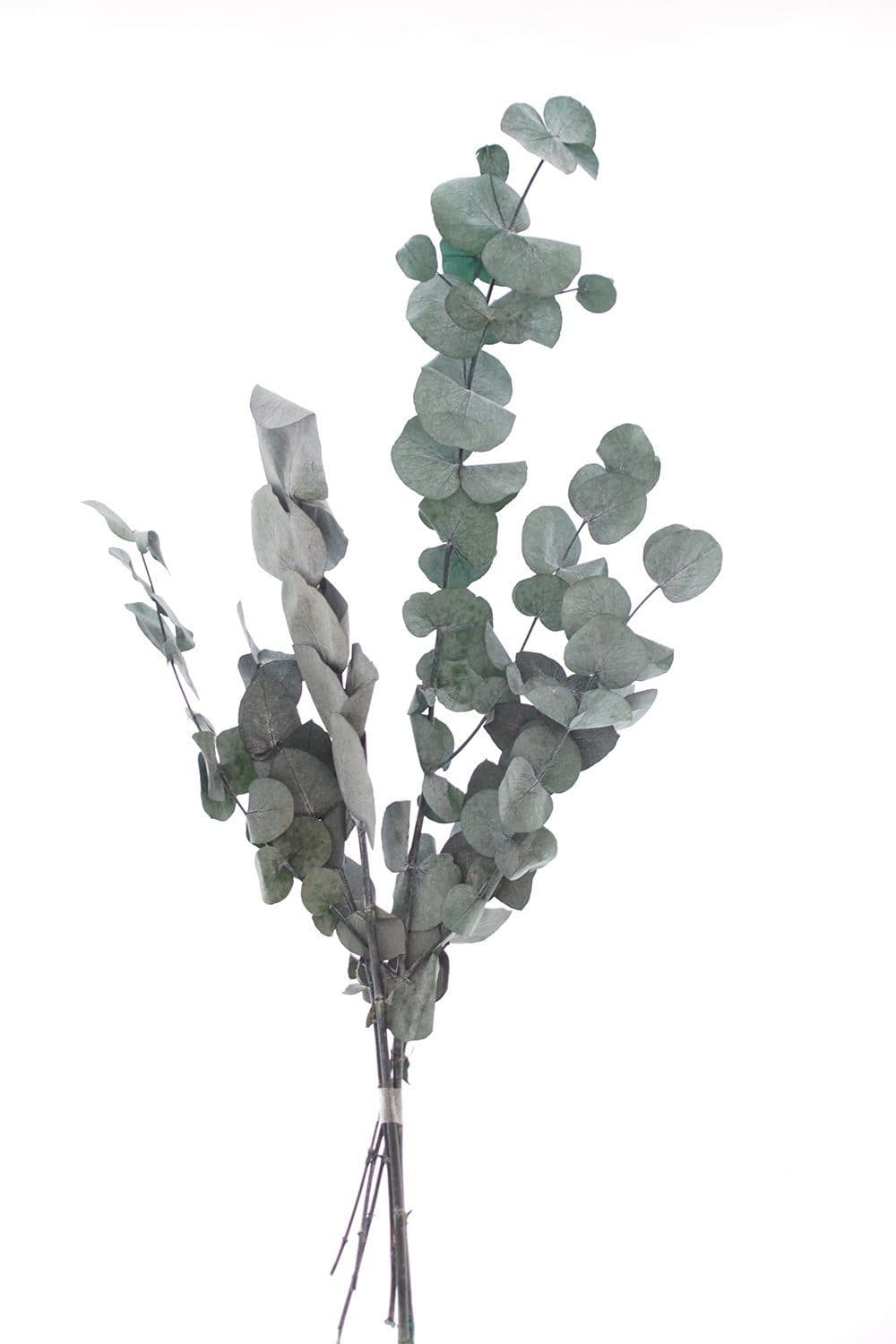 Kunstpflanze Eukalyptus VBS 30-65 cm