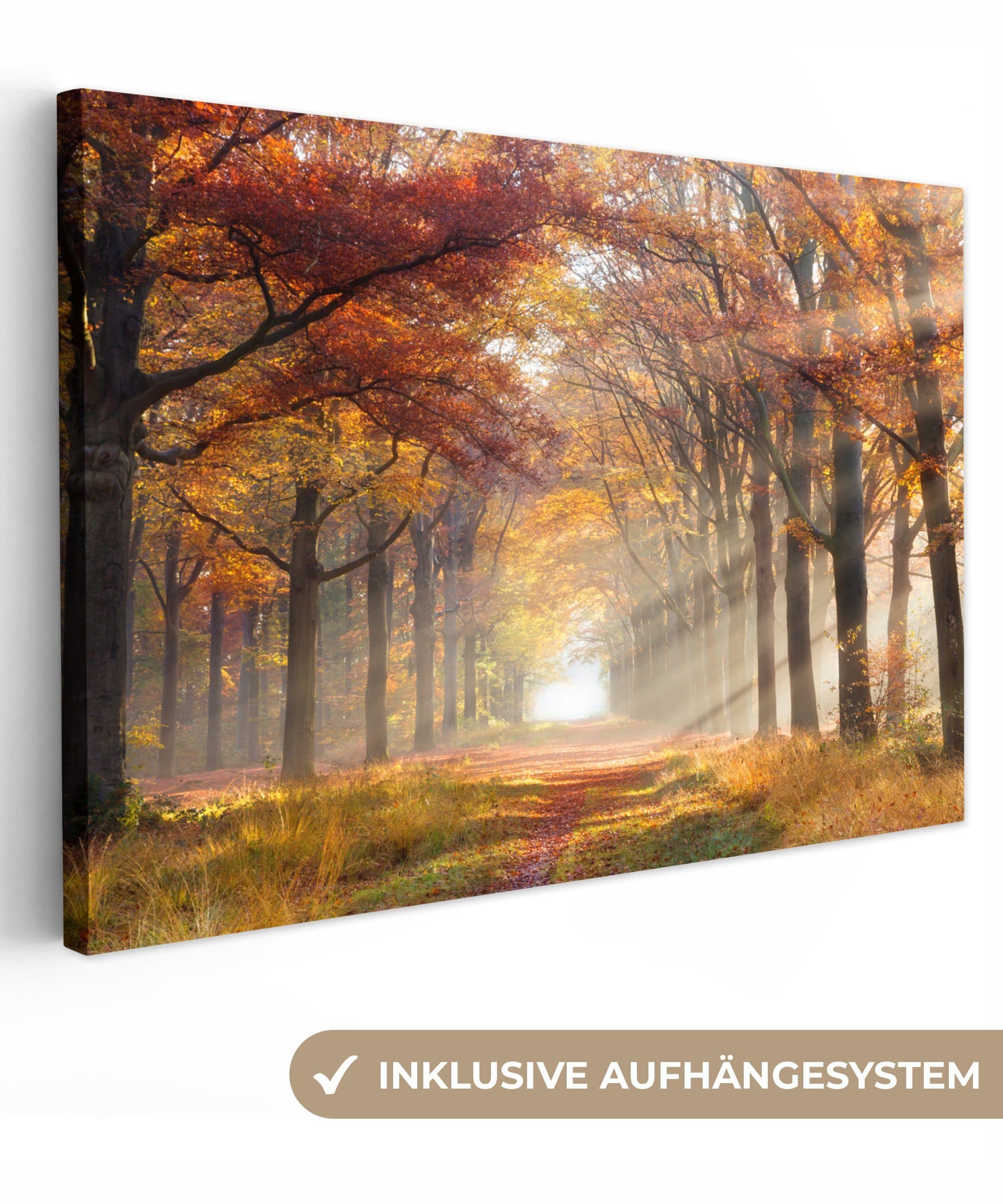 OneMillionCanvasses Leinwandbild Herbst Wald Baum Fotodruck 30x20 cm - Bild 2