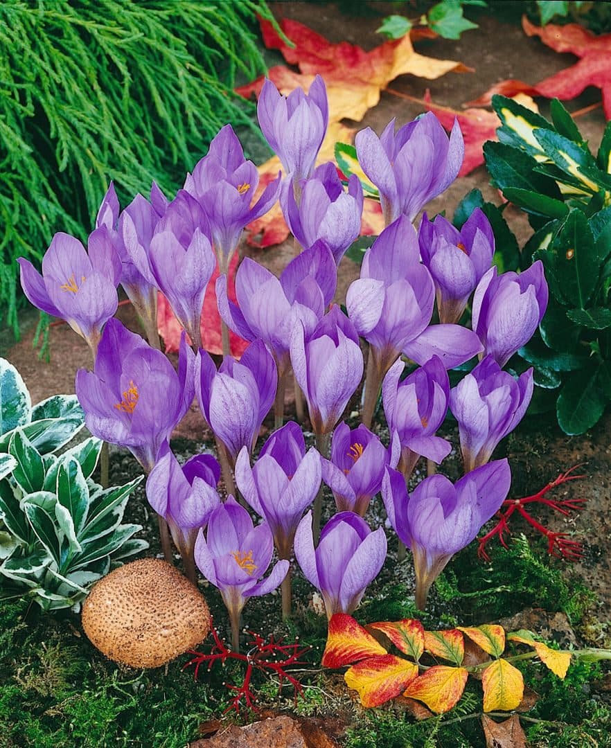 Pflanzen für Dich Staude Crocus speciosus Pracht-Herbst-Krokus Violett - Bild 2