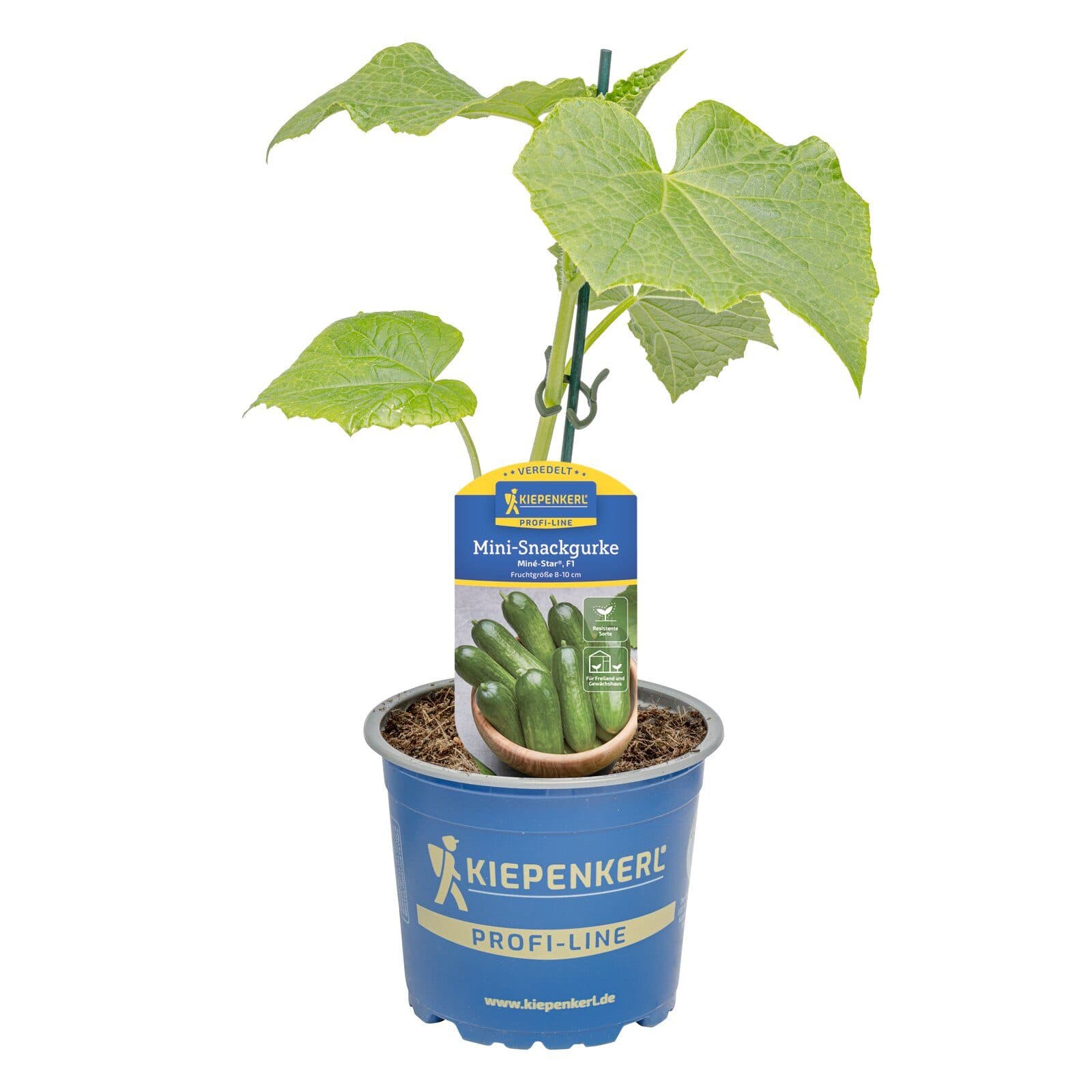 Pflanzen für Dich Snack-Gurke Miné-Star® veredelt F1 12cm Topf Grün - Bild 2