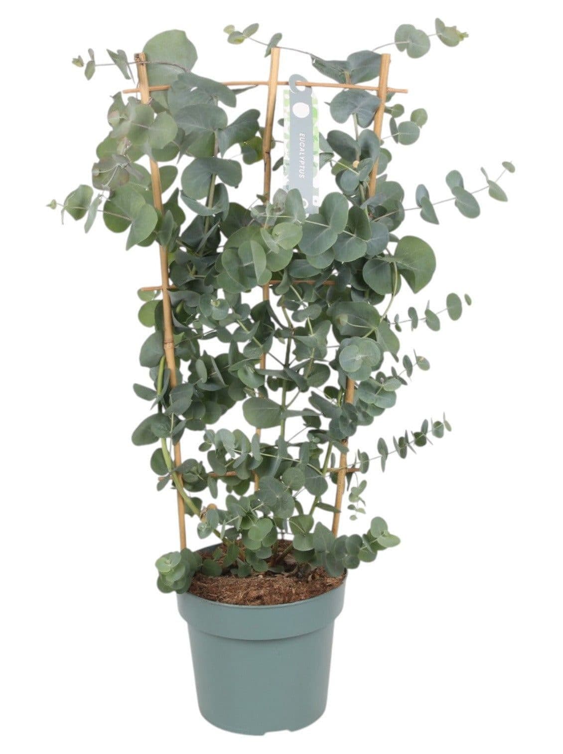 MeinVIPShop Eukalyptus Topfpflanze 40 cm Grün