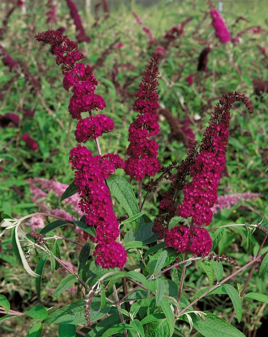 Buddleja 'Sugar Plum' Neuheit Rot