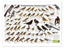 Poster Einheimische Gartenvögel - Posterlounge Bild 2