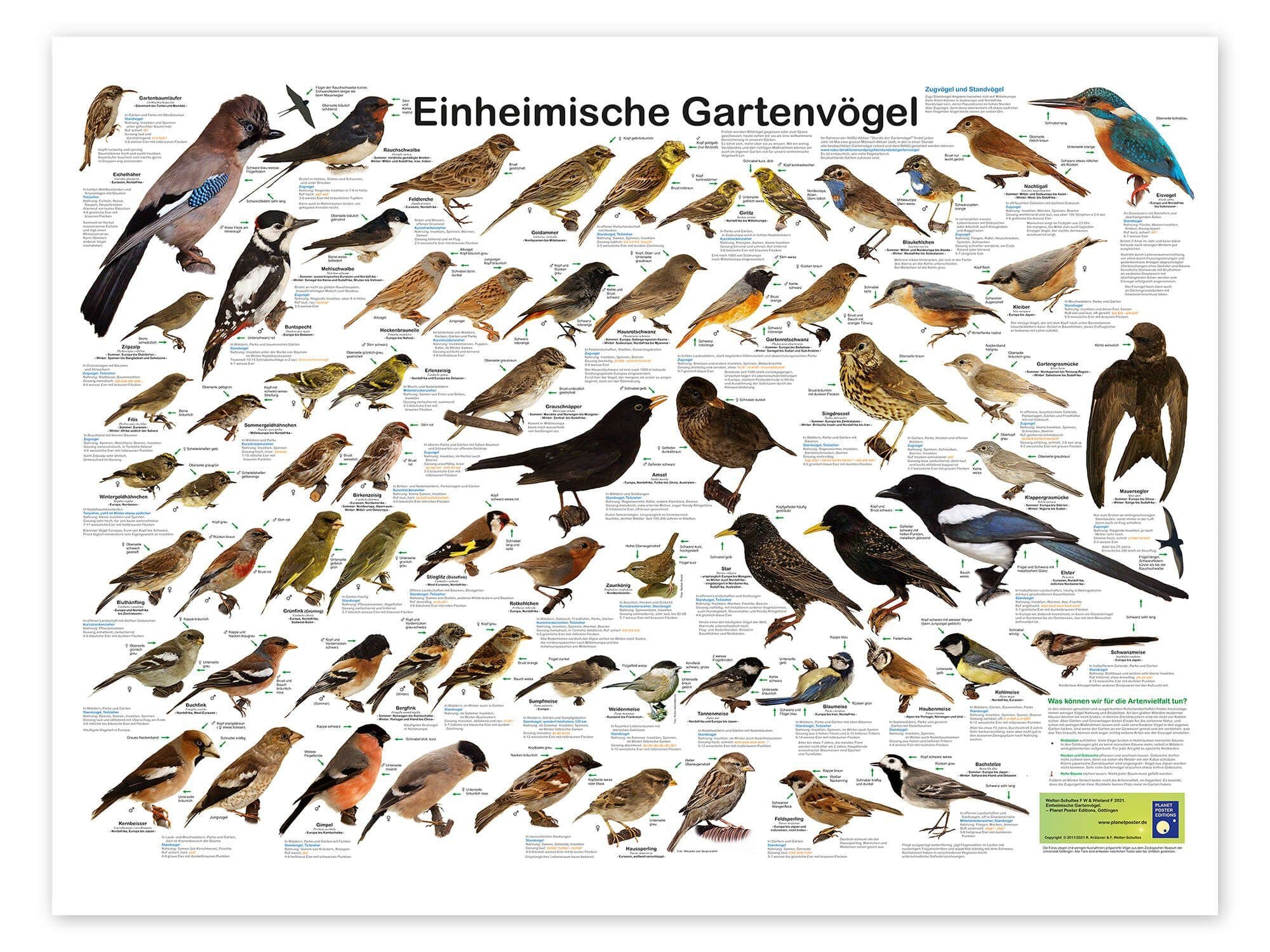 Poster Einheimische Gartenvögel - Posterlounge - Bild 2