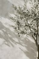 TPFLiving Leinwand-Kunstdruck Italienischer Olivenbaum Gelb/Blau Bild 2