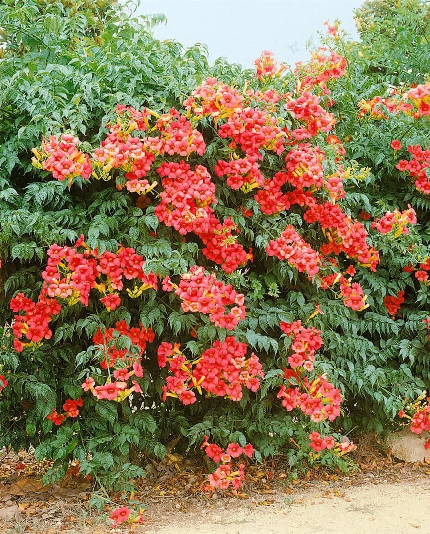 Campsis radicans 'Grandiflora' Trompetenblume Orange - Bild 2