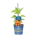 Pflanzen für Dich Habanero-Chili Hana® Orange F1 10,5cm Topf Bild 2
