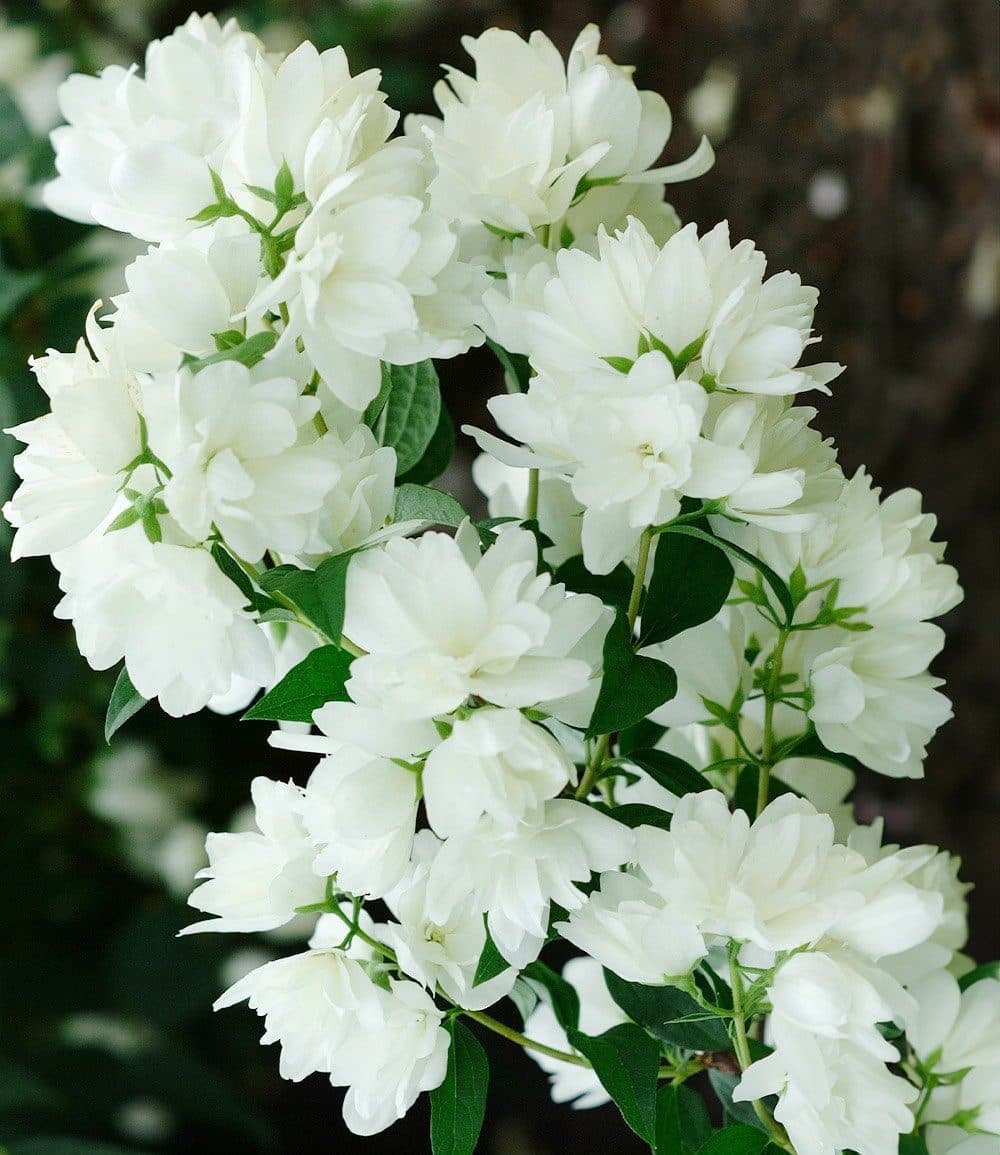 BALDUR Garten Zierstrauch Schneeweißer Duft-Jasmin Sommerjasmin Duftend