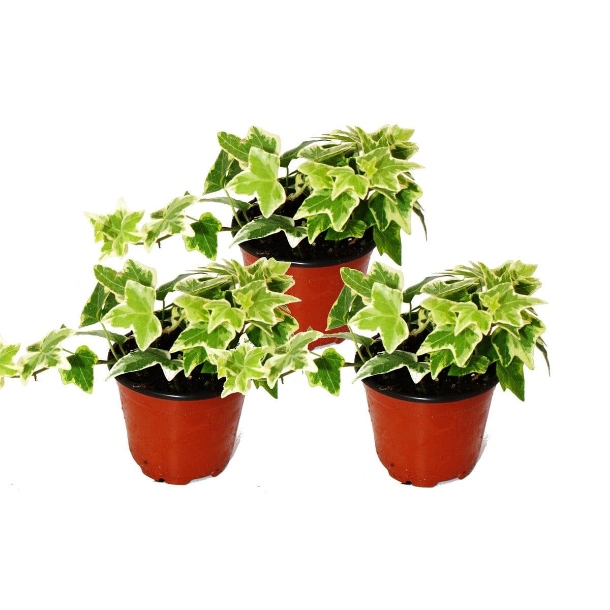 Exotenherz Zimmerpflanze Hedera Helix 3er Set weißbuntes Laub 9cm Topf - Bild 2