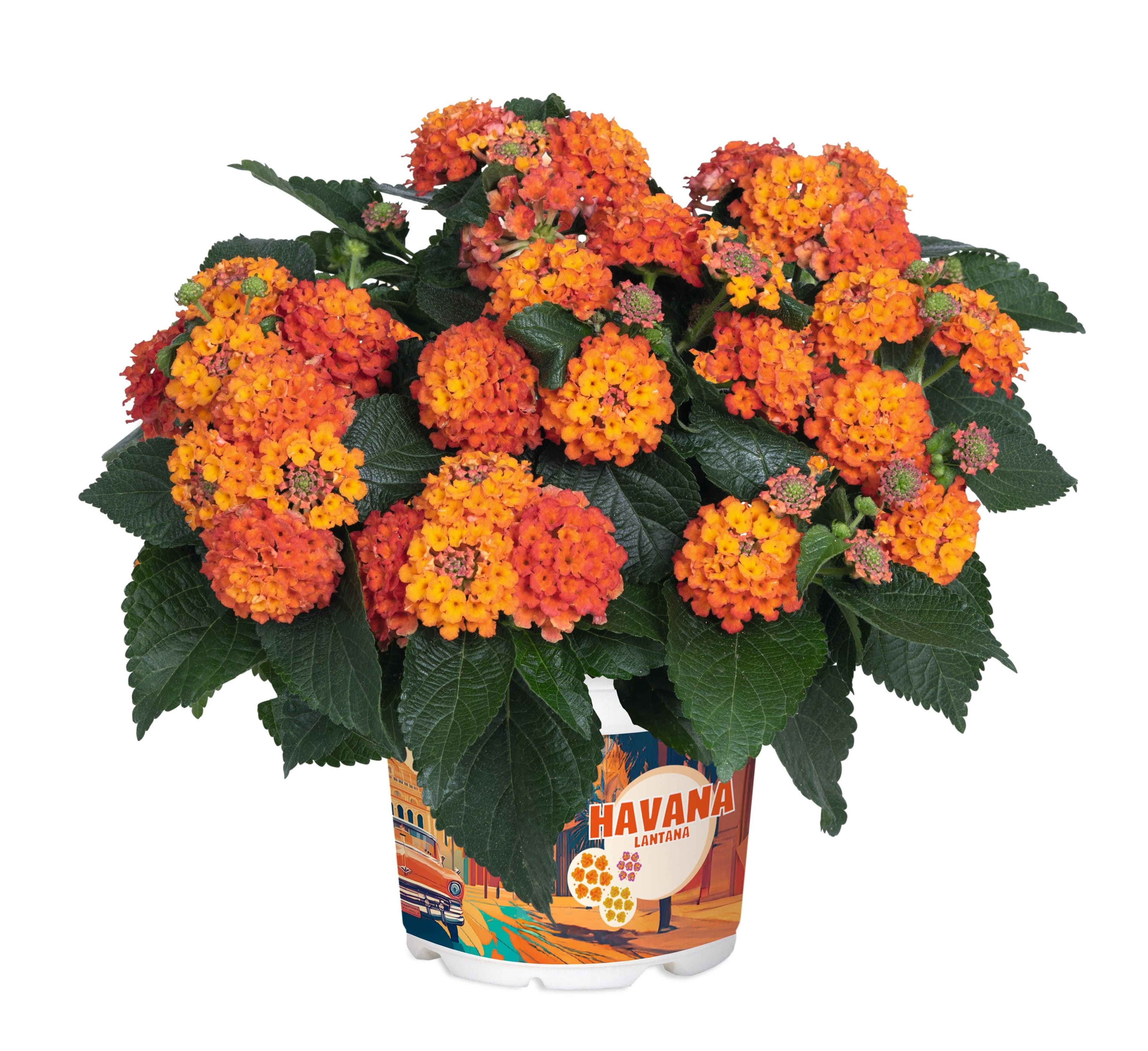 meinvipshop Topfpflanze Wandelröschen orange Lantana camara
