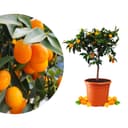 Meine Orangerie Kumquat Baum Citrus japonica fruchtreif Bild 2