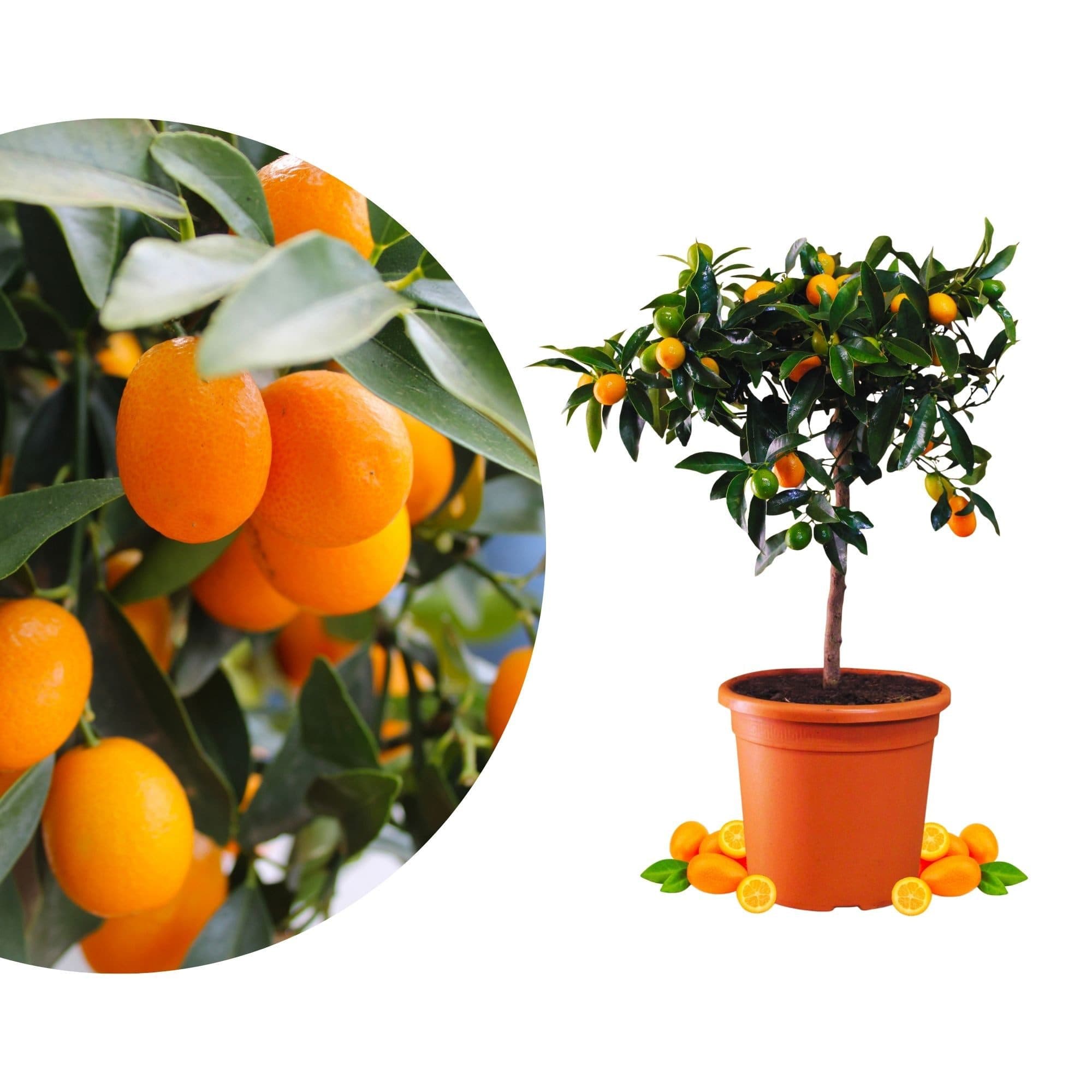 Meine Orangerie Kumquat Baum Citrus japonica fruchtreif - Bild 2