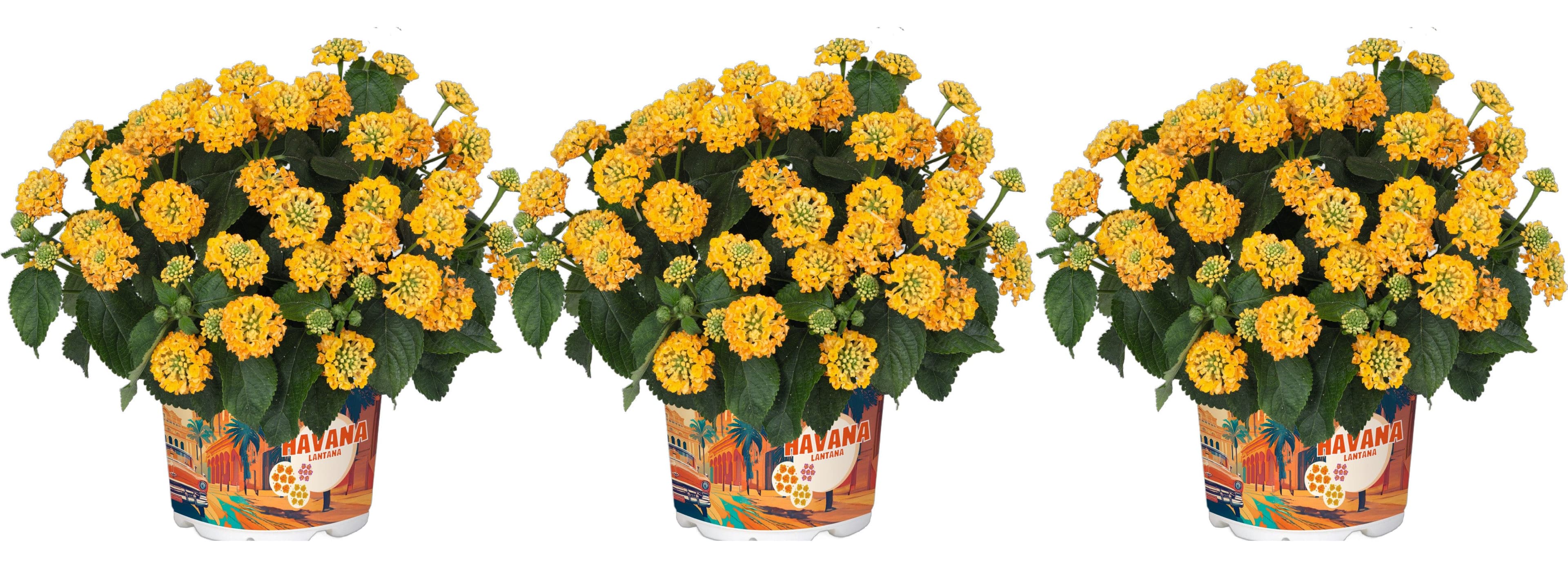 meinvipshop Lantana camara 'Havana Gold' 3er Set Topfpflanze