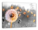 Pixxprint Leinwandbild Nahaufnahme Pusteblume Sonnenuntergang B&W Detail Bild 2