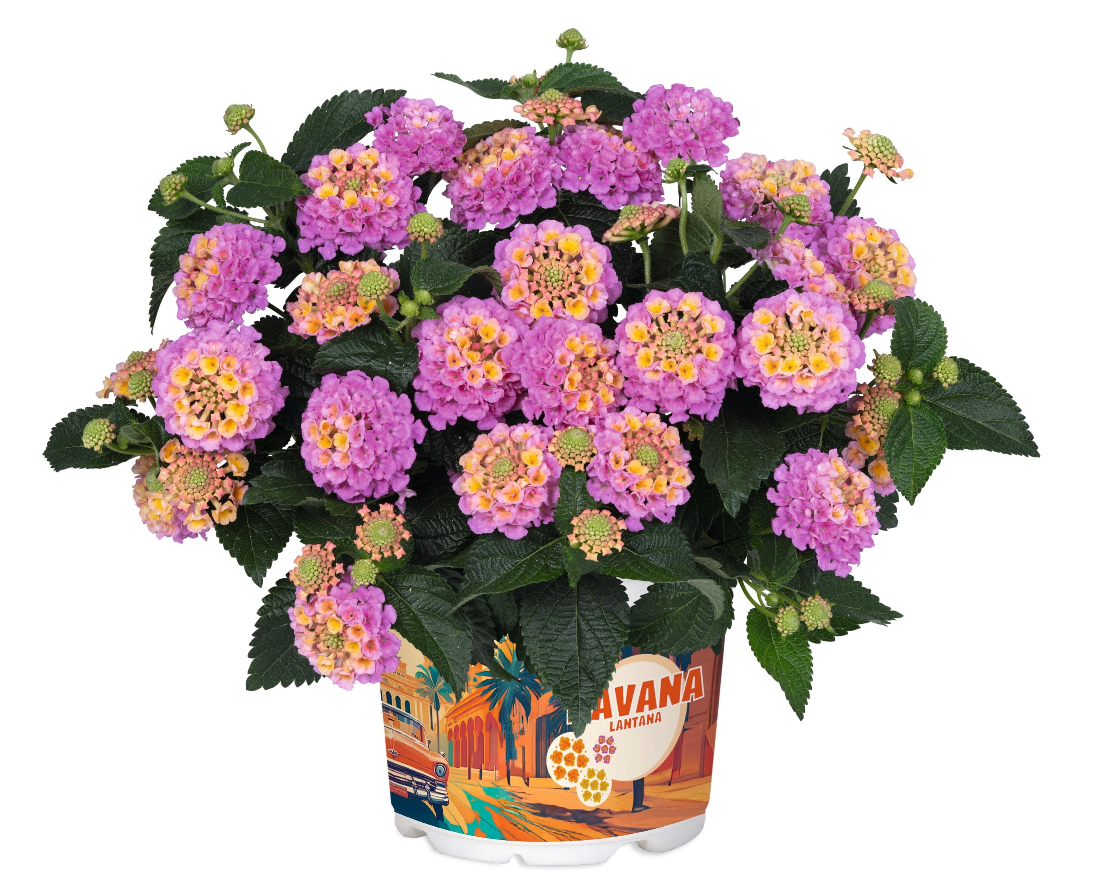 meinvipshop Wandelröschen Lantana camara Havana Rose Pink