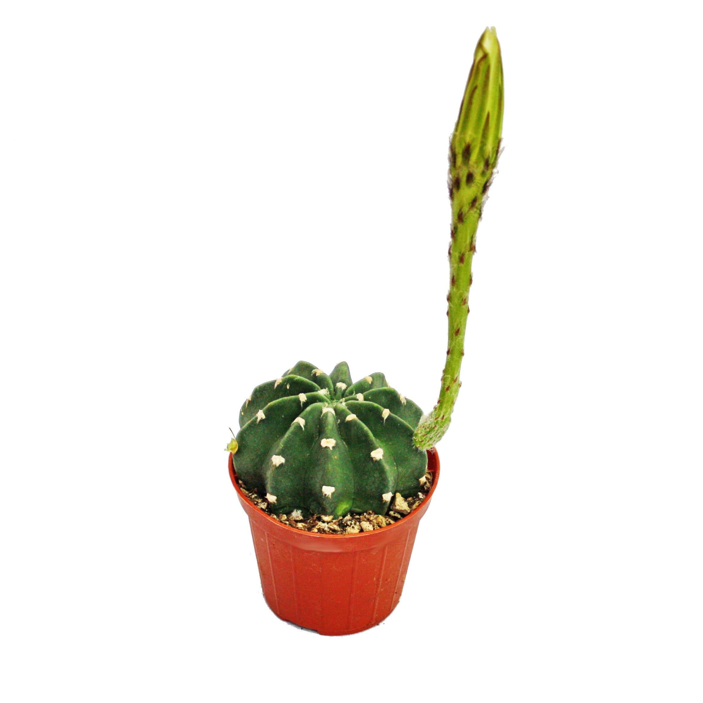 Exotenherz Kaktus Echinopsis subdenundata - Bauernkaktus im 5,5cm Topf