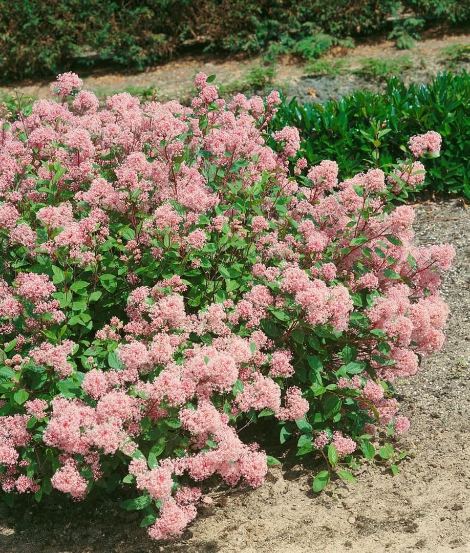 Ceanothus pallidus 'Marie Rose' Säckelblume Rosa 40–60 cm