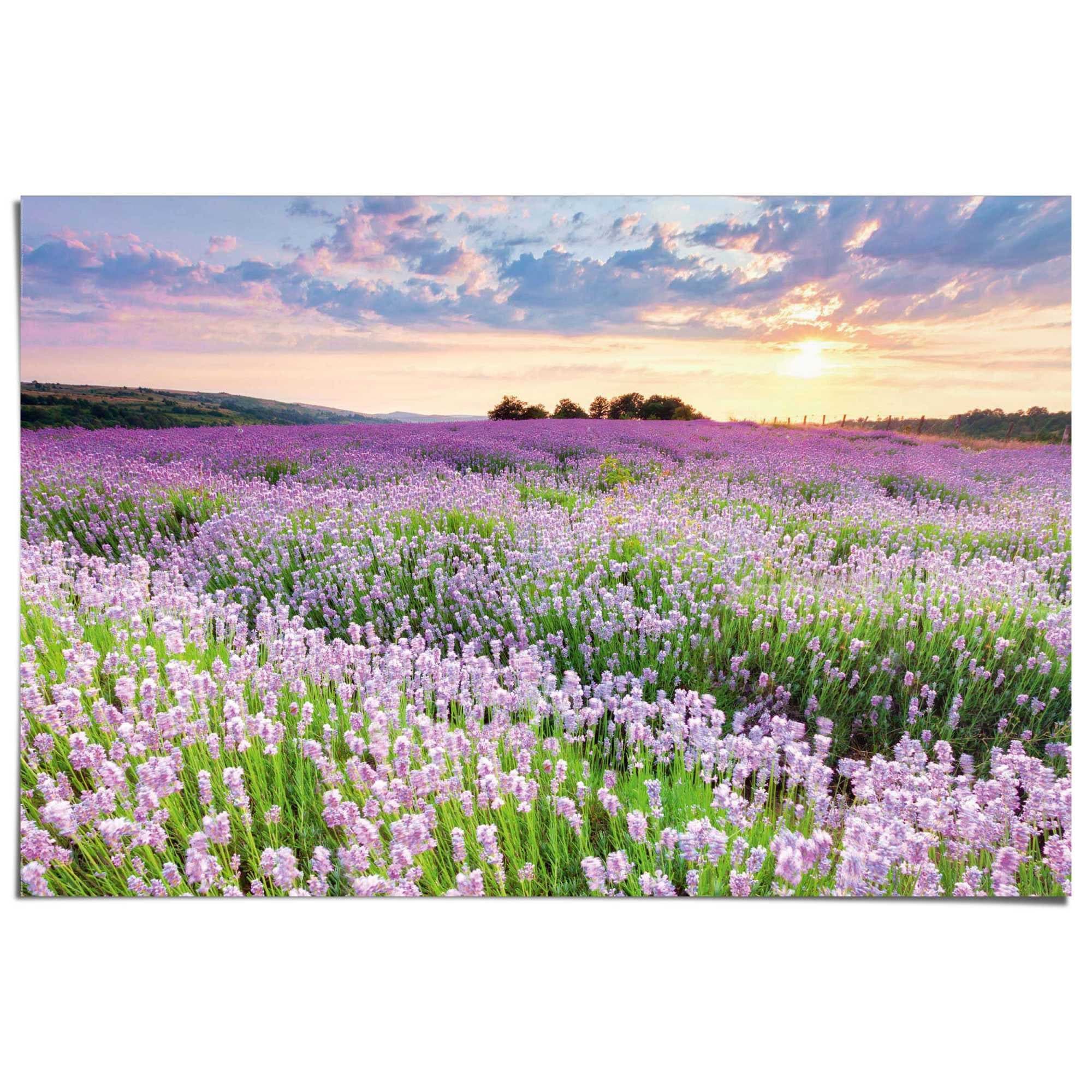 Reinders! Poster Lavendelfeld 91,5x61 cm Blumen und Pflanzen - Bild 2