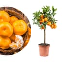 Meine Orangerie Satsuma-Mandarinenbaum Citrus unshiu Bild 2