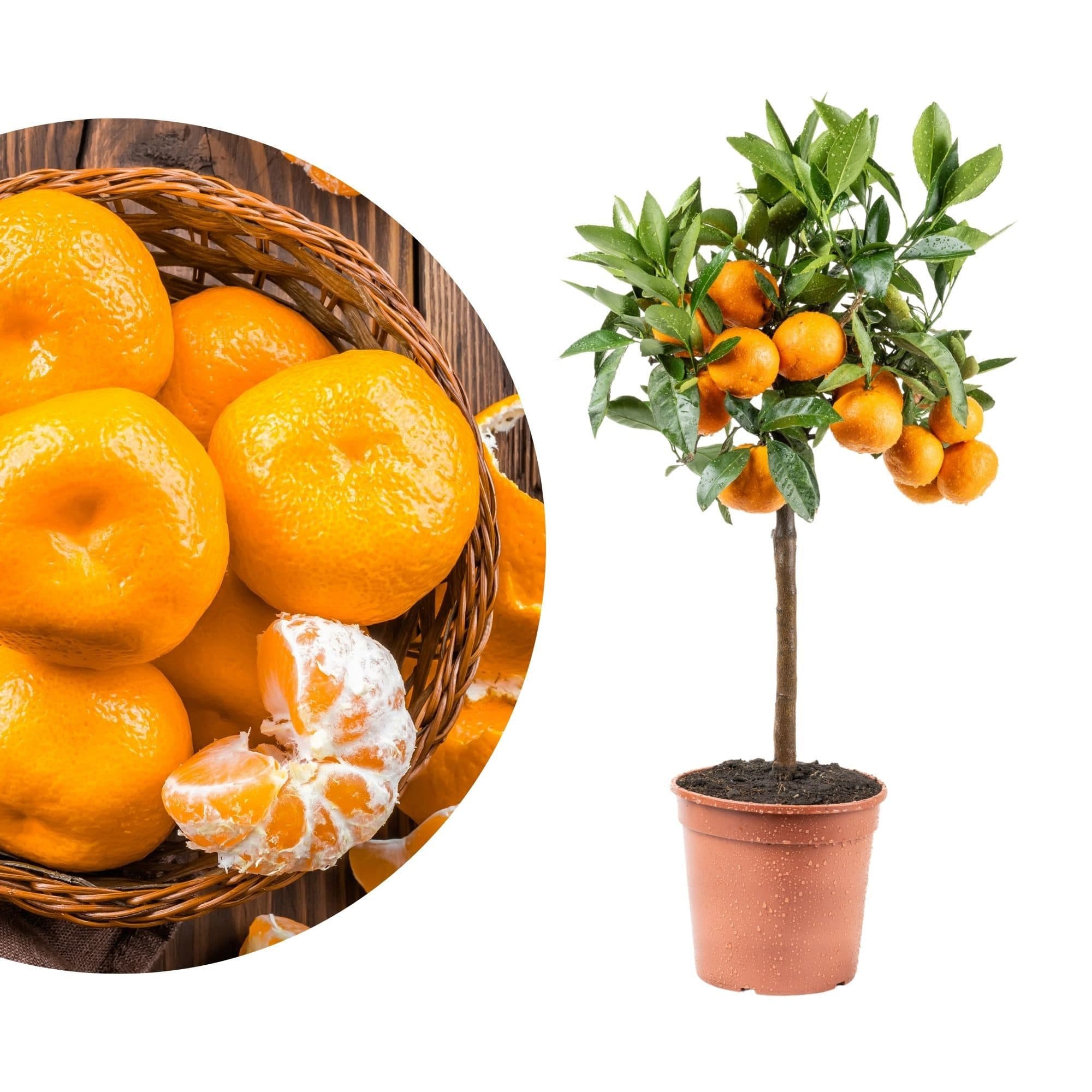 Meine Orangerie Satsuma-Mandarinenbaum Citrus unshiu - Bild 2