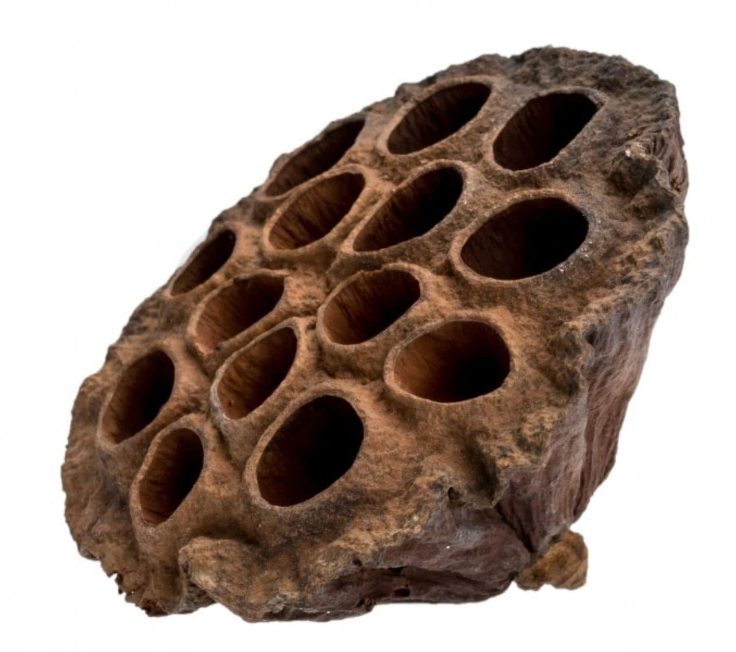NaDeco Lotos Kolben Groß in Natur Nelumbo nucifera
